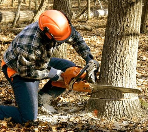 Tree Removal in Thornton, AR